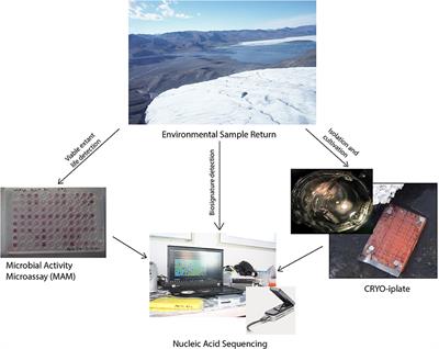 In Situ Field Sequencing and Life Detection in Remote (79°26′N) Canadian High Arctic Permafrost Ice Wedge Microbial Communities